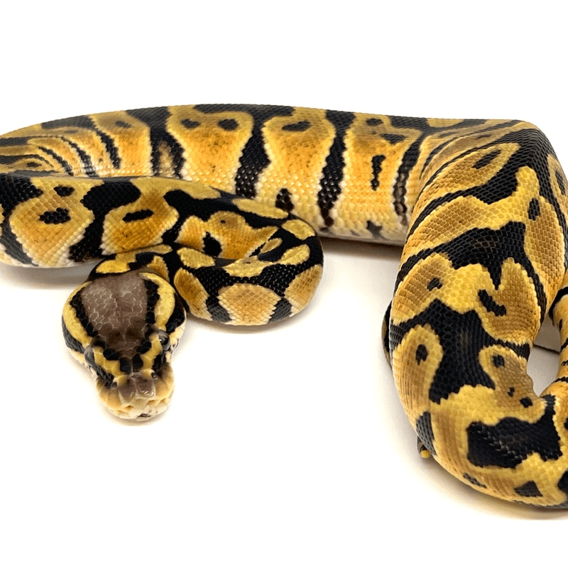 Ball Python (Python regius)