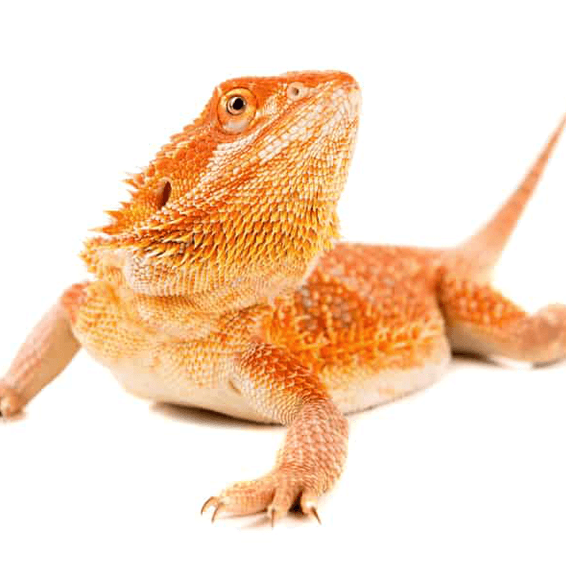 Bearded Dragon (Pogona vitticeps)