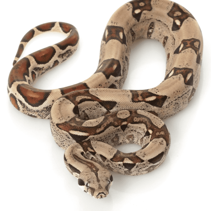 Boa Constrictor (Boa constrictor)