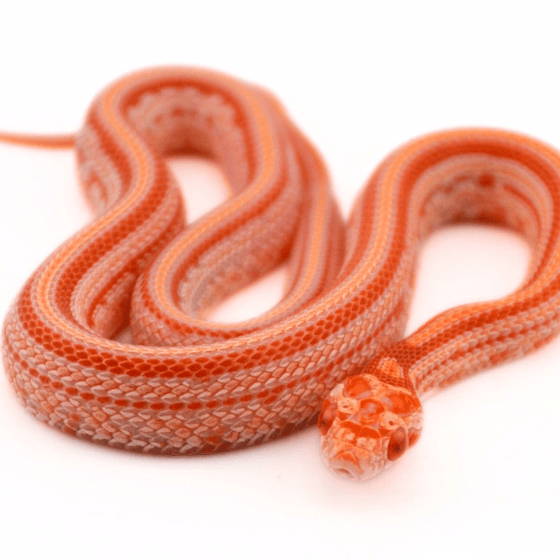 Corn Snake (Pantherophis guttatus)