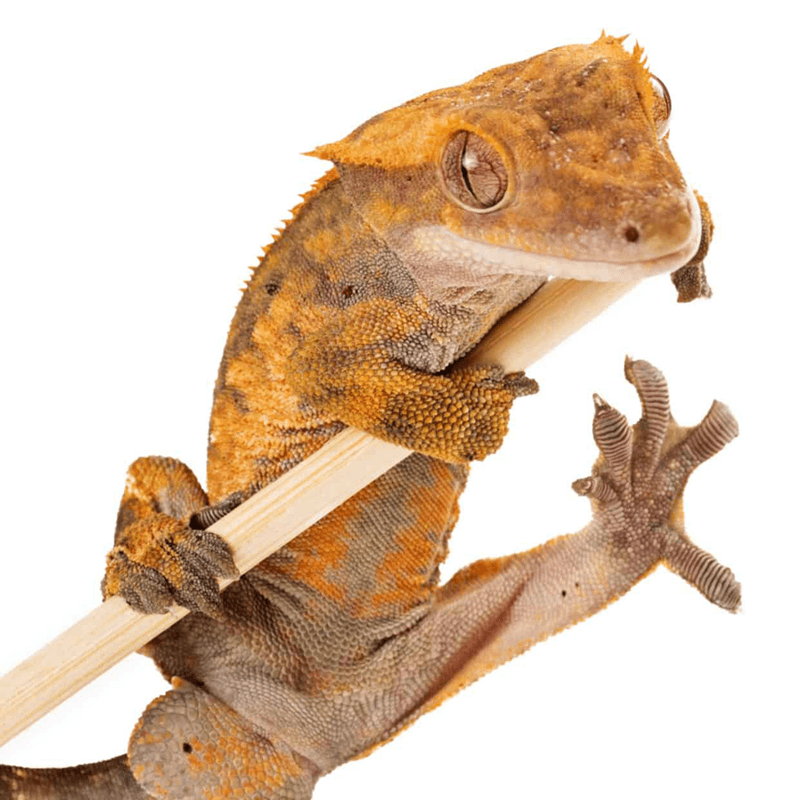 Crested Gecko (Correlophus ciliatus)
