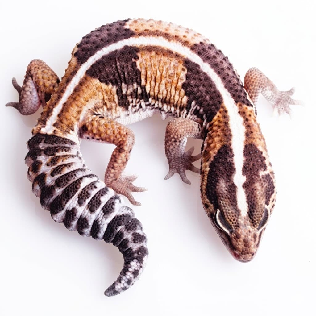 Fat-Tailed Gecko