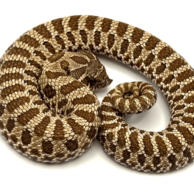 Western Hognose (Heterodon nasicus)