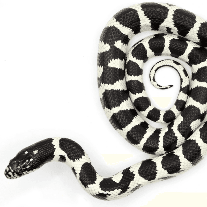 Hybrid (Colubrid)