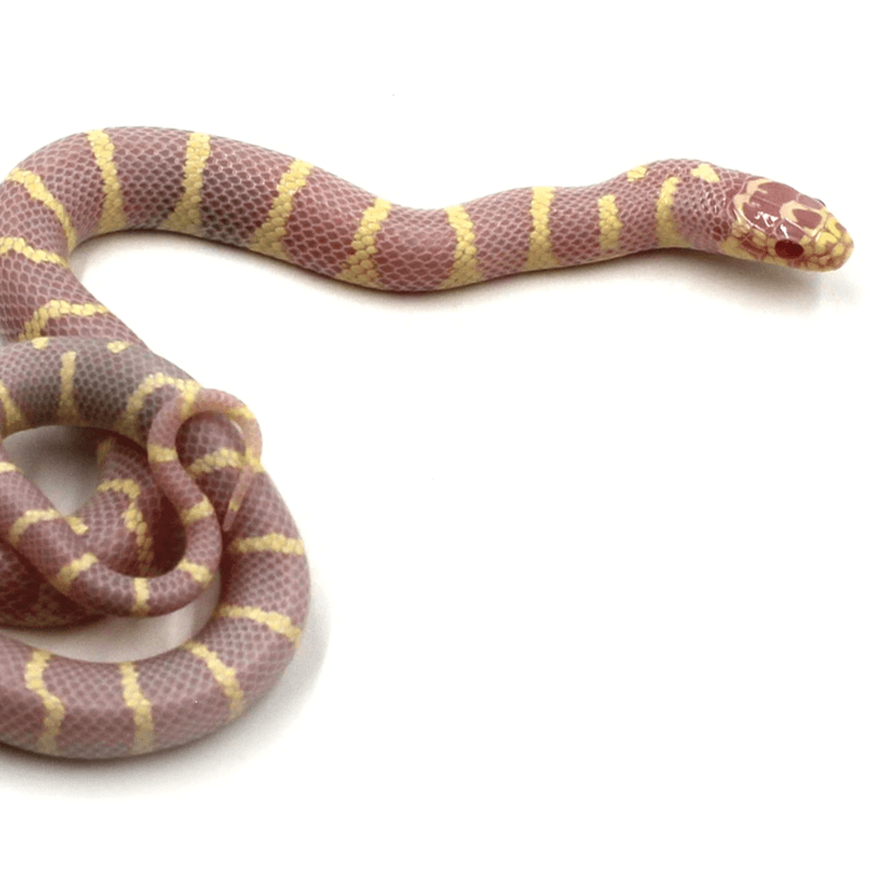 Kingsnake (Lampropeltis spp.)