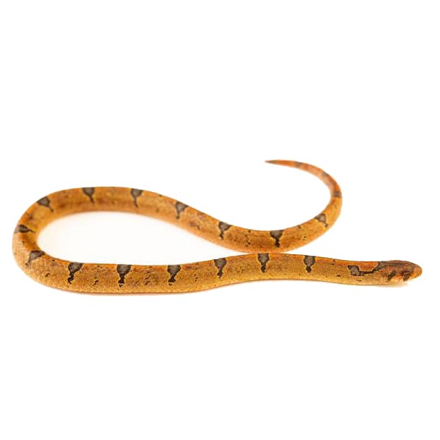 Kukri Snake