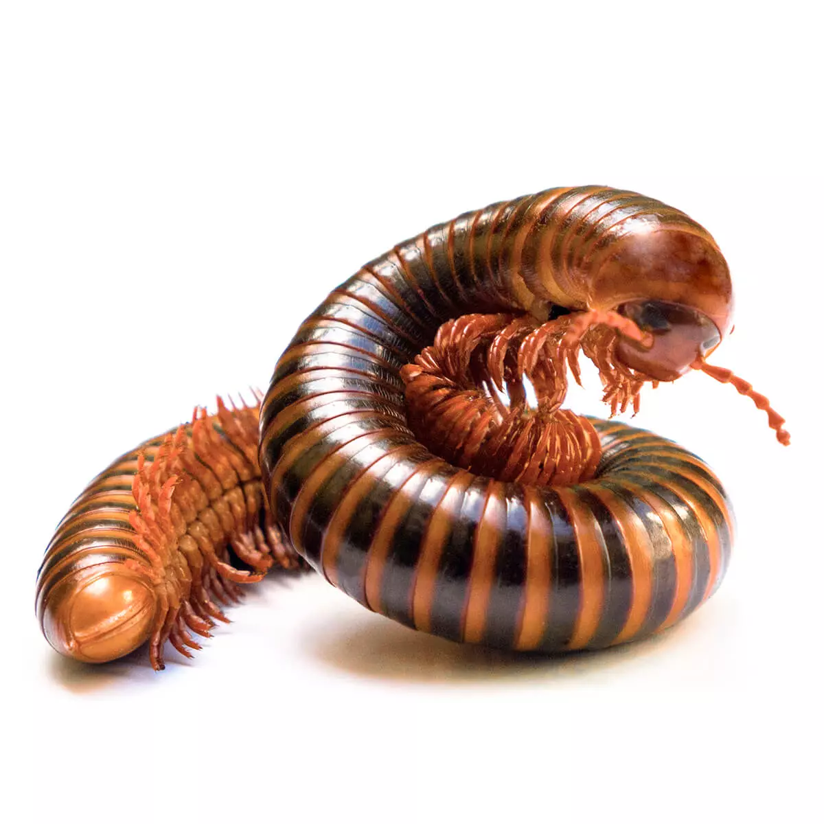 Millipede