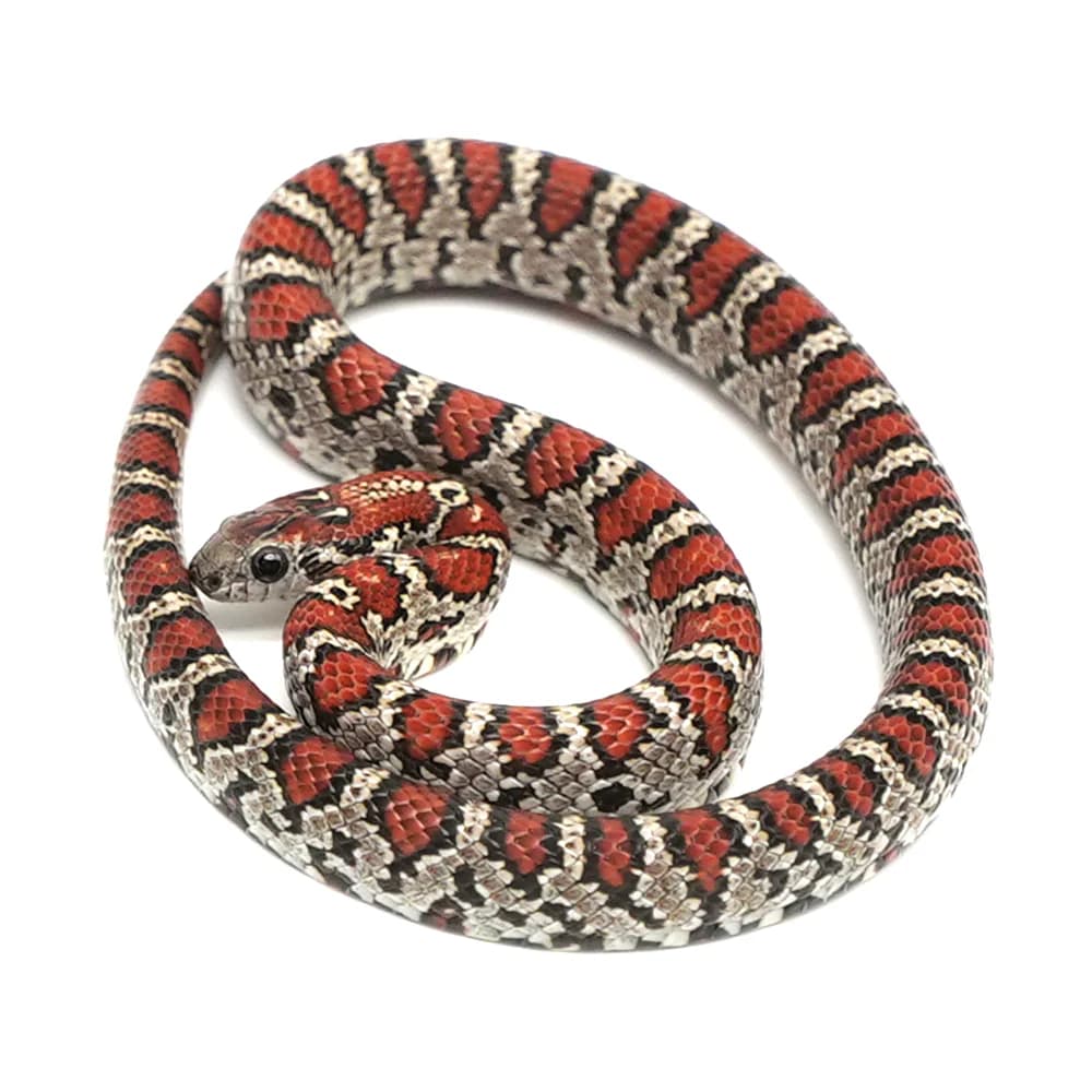 Mountain Kingsnake