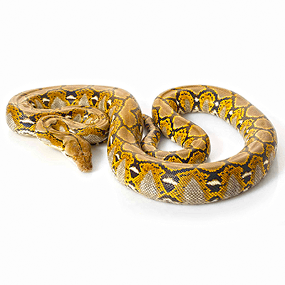 Reticulated Python