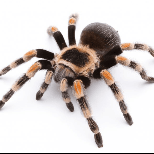 Tarantula (Theraphosidae)