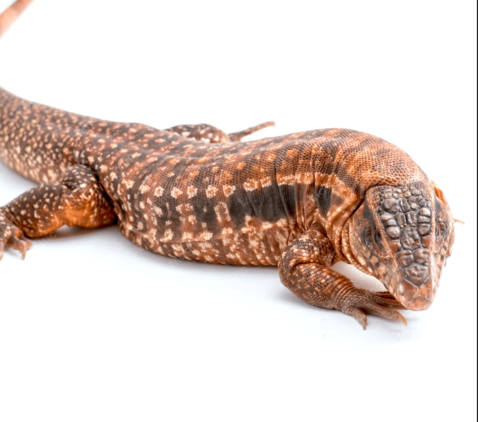 Tegu