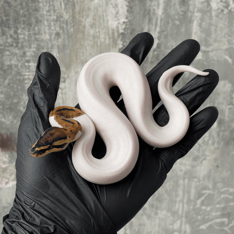 Pied Het Albino