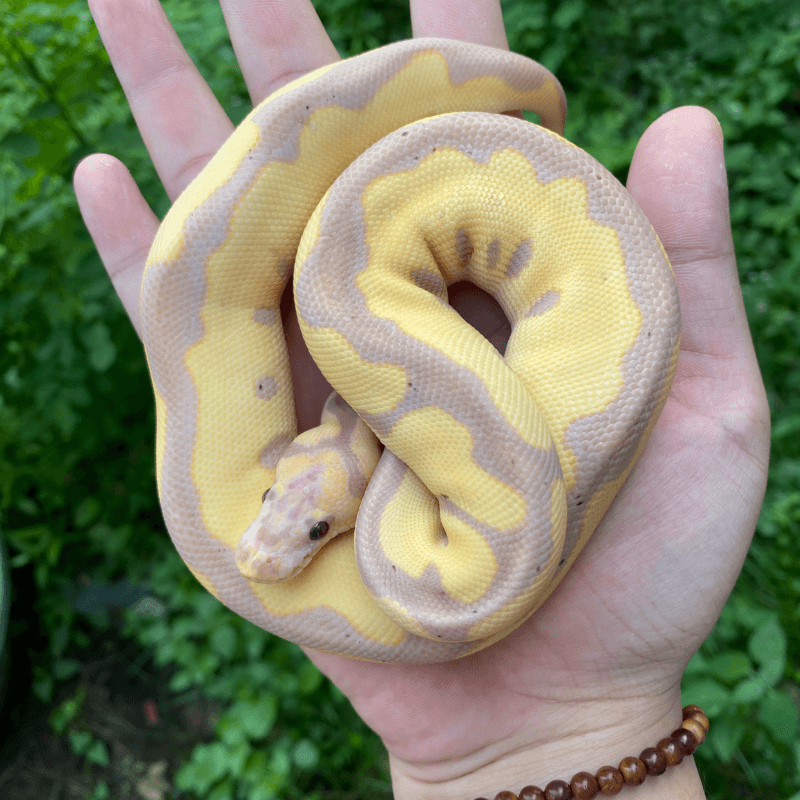 Banana Leopard Clown