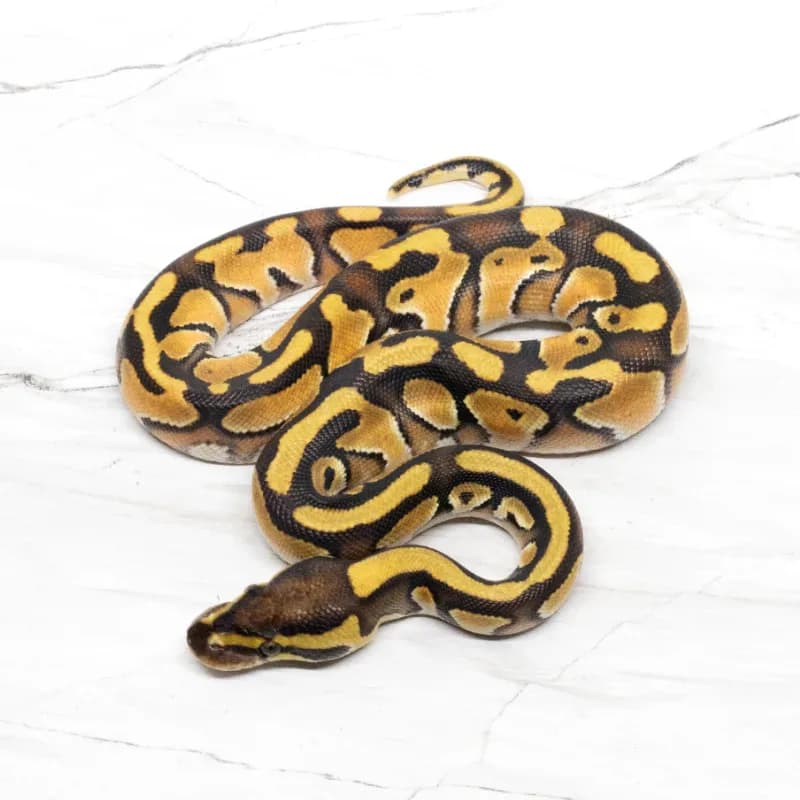 Cypress Enchi Het Clown