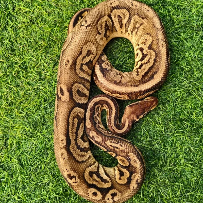 Pastel Cinnamon
