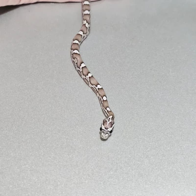 Anerythristic Hypomelanistic 50% Het Albino/Amelanistic 66% Het Sunkissed
