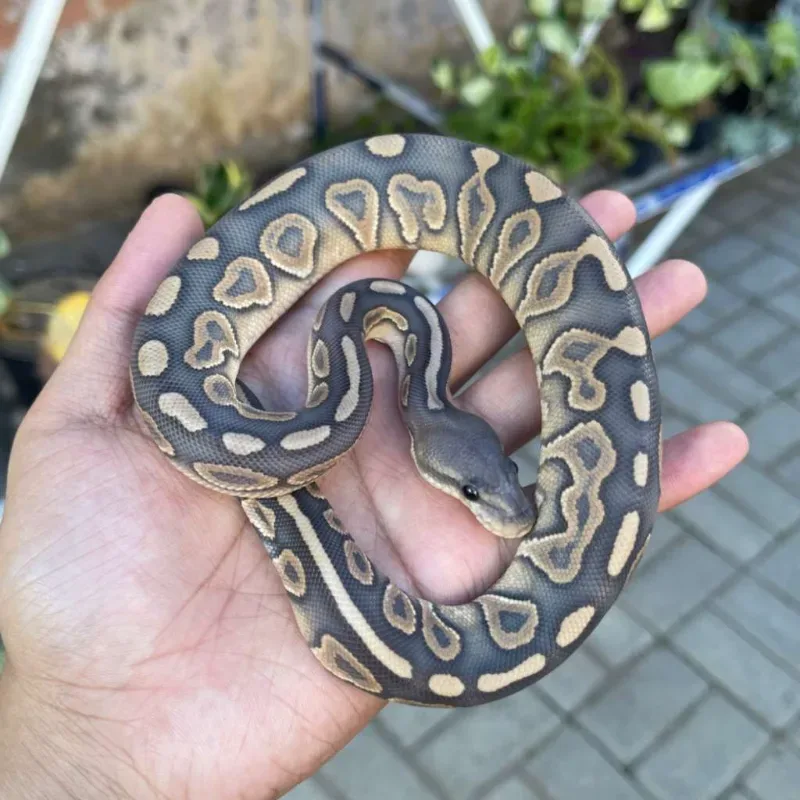 Cinnamon Hypo Mojave