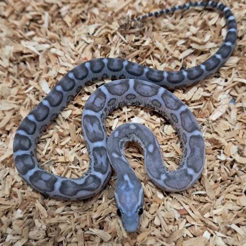 Anerythristic Motley Scaleless 66% Het Albino/Amelanistic