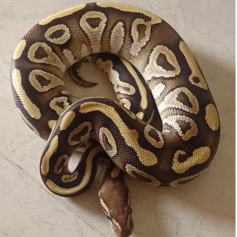 Mojave