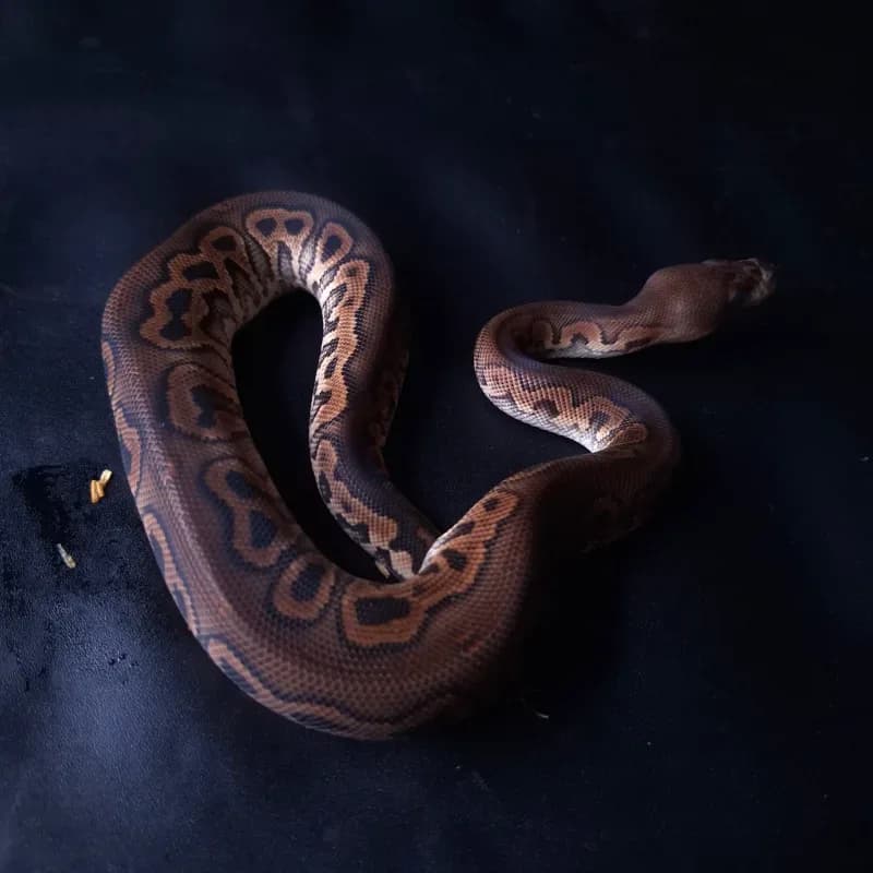 Cinnamon Clown
