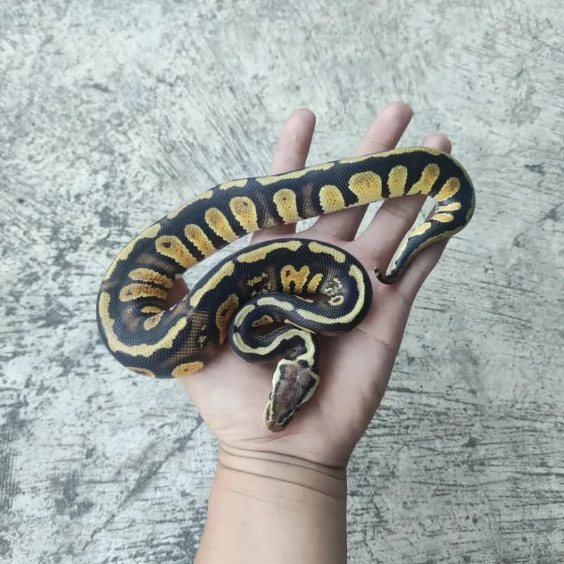 Pastel Stranger Het Clown
