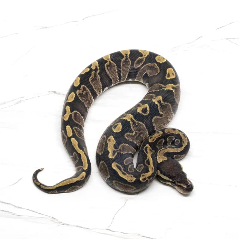 GHI (Orange Dream) Het Pied