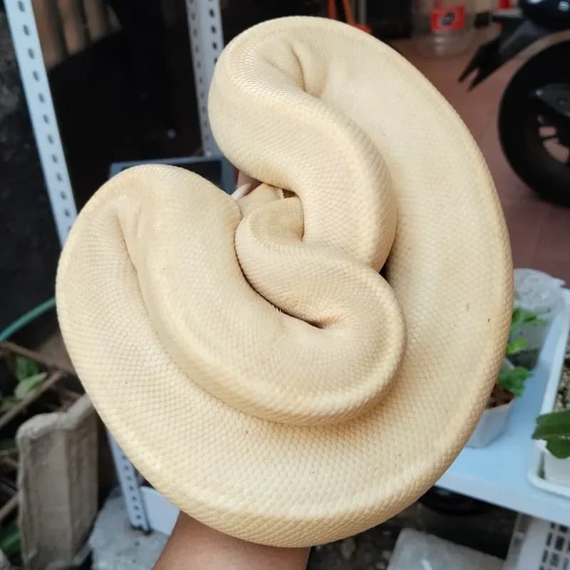 Banana Champagne
