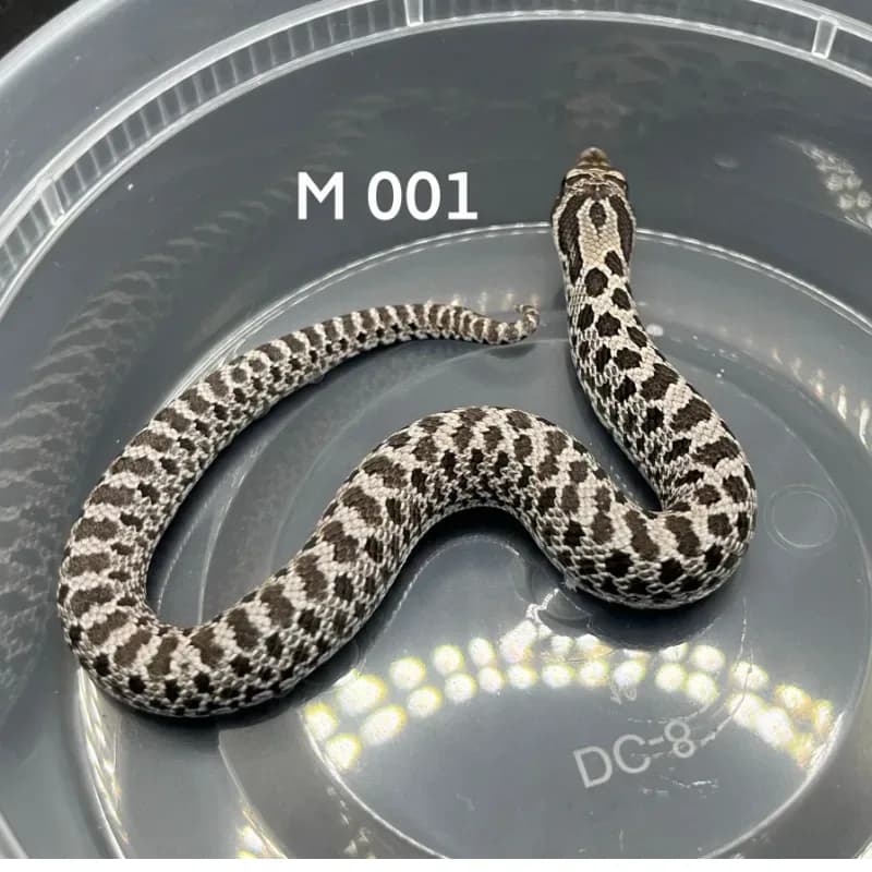 Axanthic Het Albino