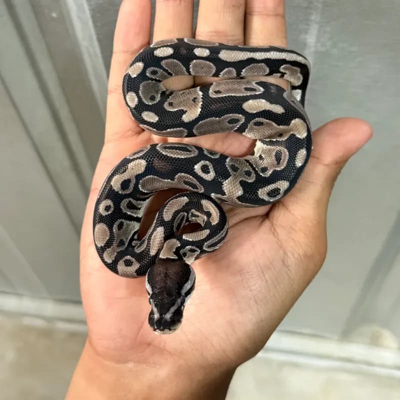 Axanthic TSK Het Pied