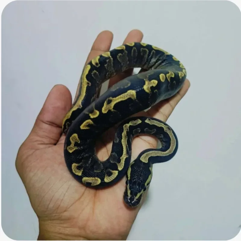 GHI Lesser Vanilla Het Clown