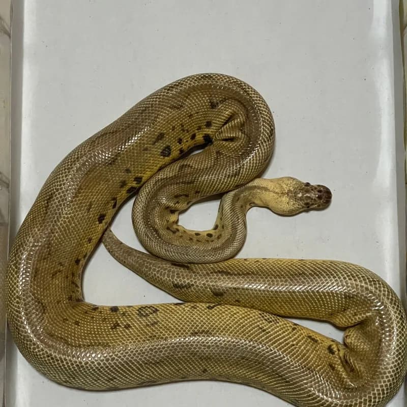 Super Pastel Leopard Clown