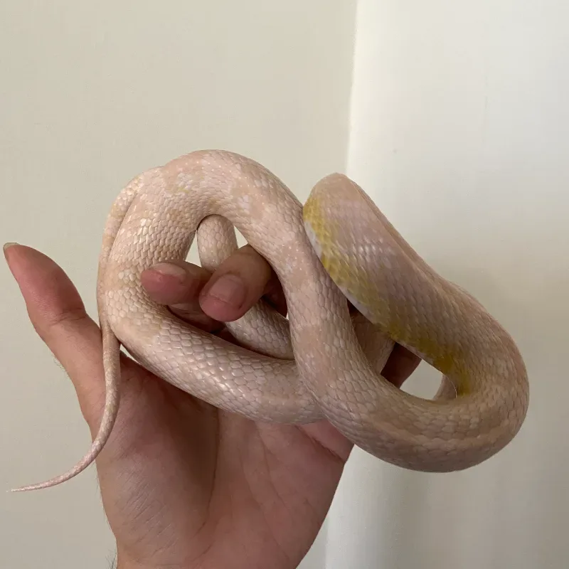 Albino/Amelanistic Anerythristic