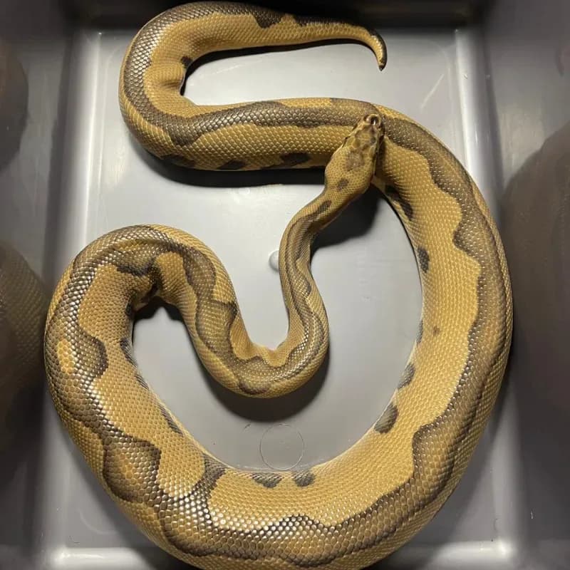 Leopard Enchi Clown