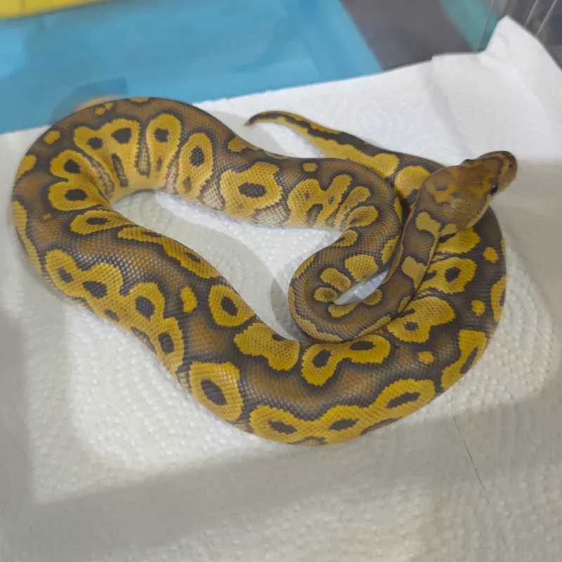 Hypo Clown