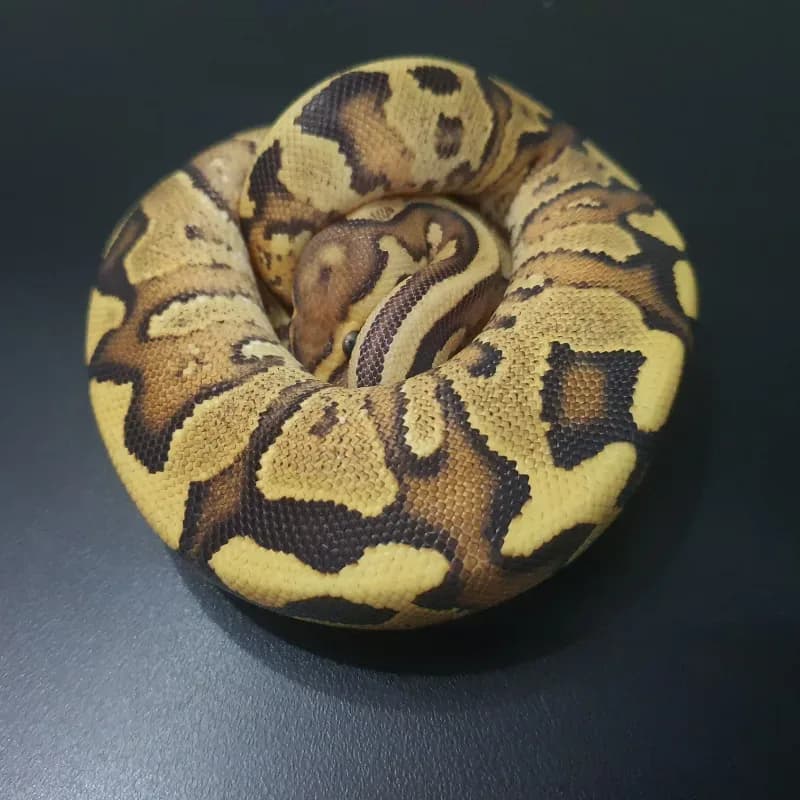 Fire Yellowbelly Het Clown