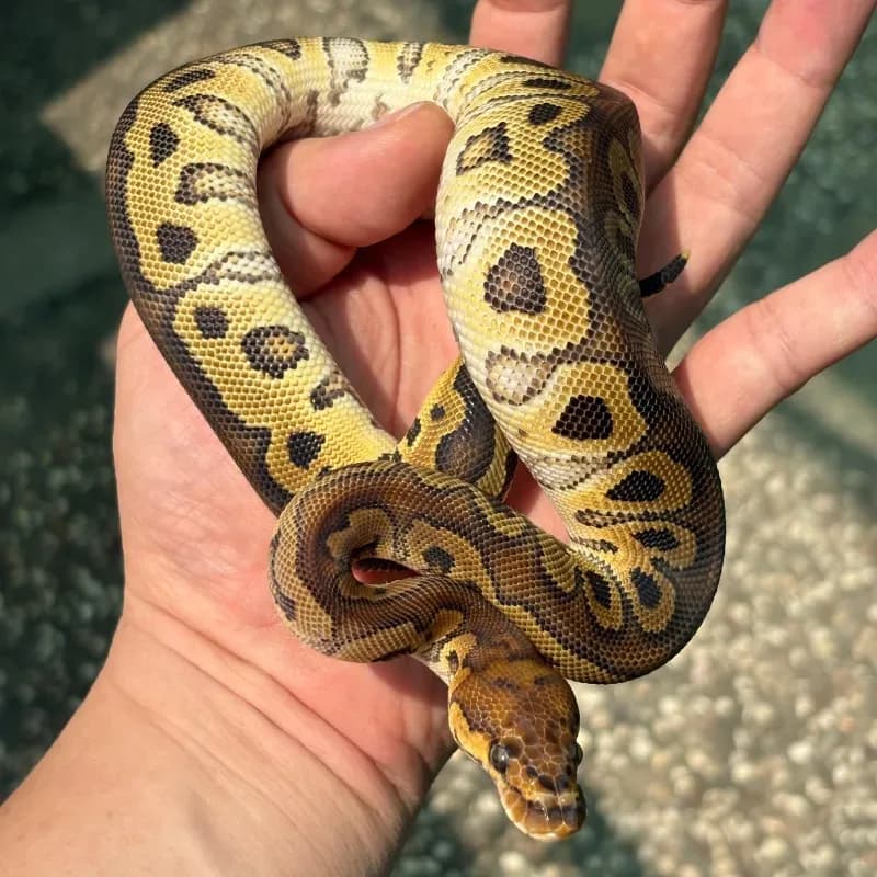 Red Stripe (Yellowbelly) Clown Pos Het Desert Ghost