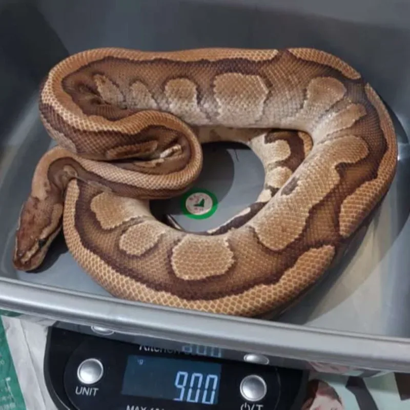 Fire Red Stripe Het Clown