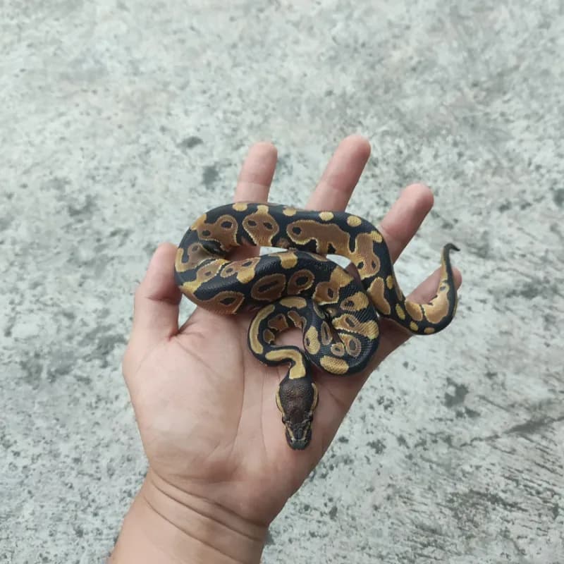 Het Desert Ghost Het Clown