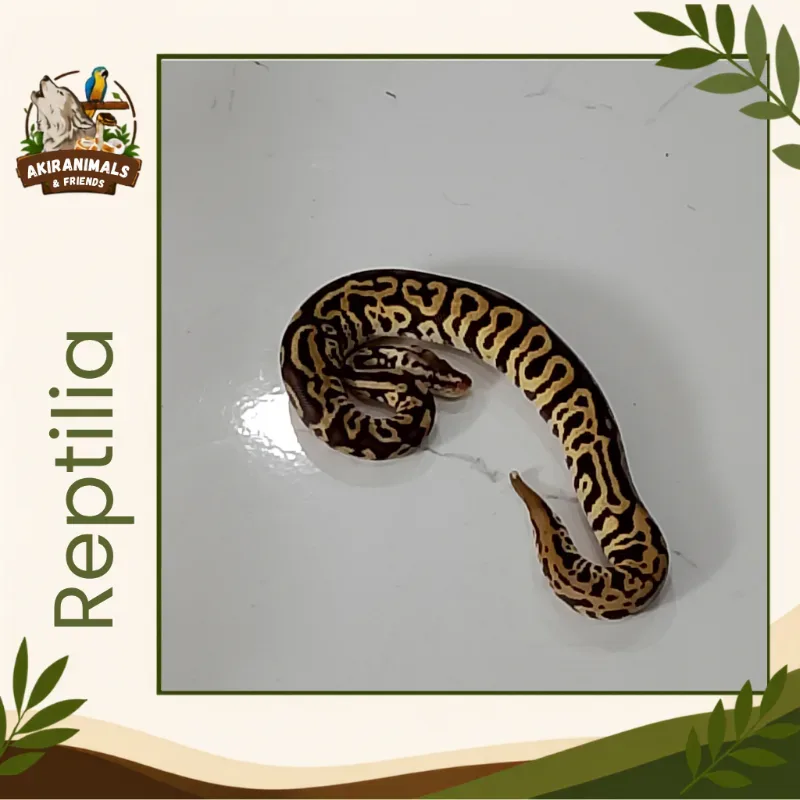 Super Pastel Leopard Het Lavender Albino Het Pied