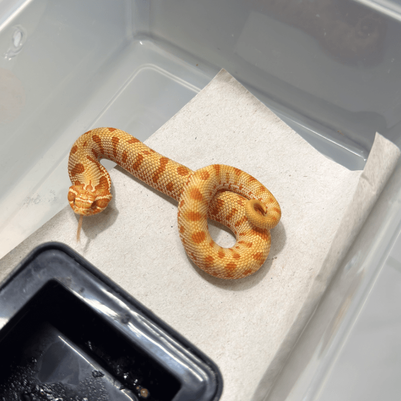 Anaconda Albino Het Axanthic Het Toffeebelly