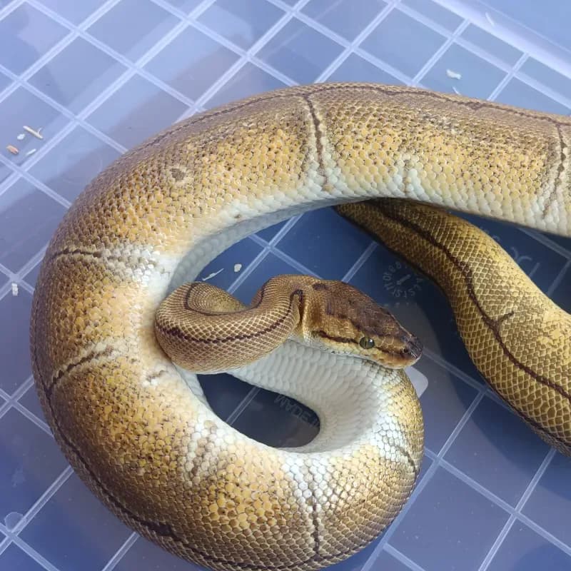 Pinstripe Enchi Het Clown