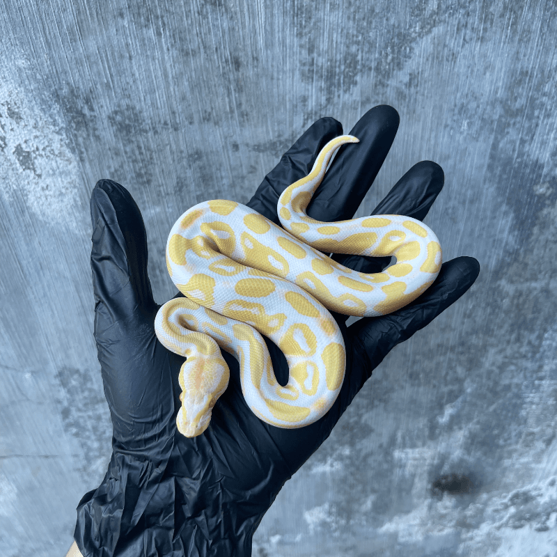 Albino Het Pied