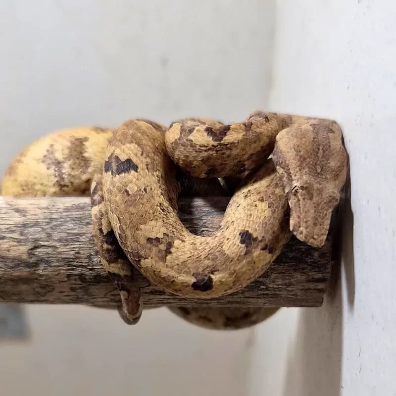 Monopohon Kofiau