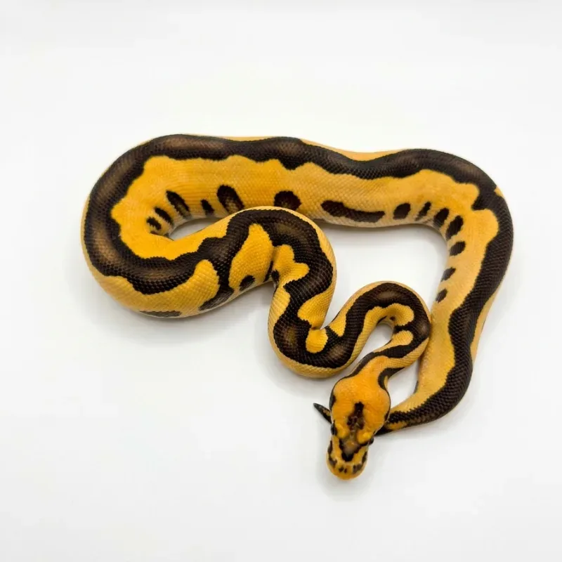 Leopard Desert Ghost Clown