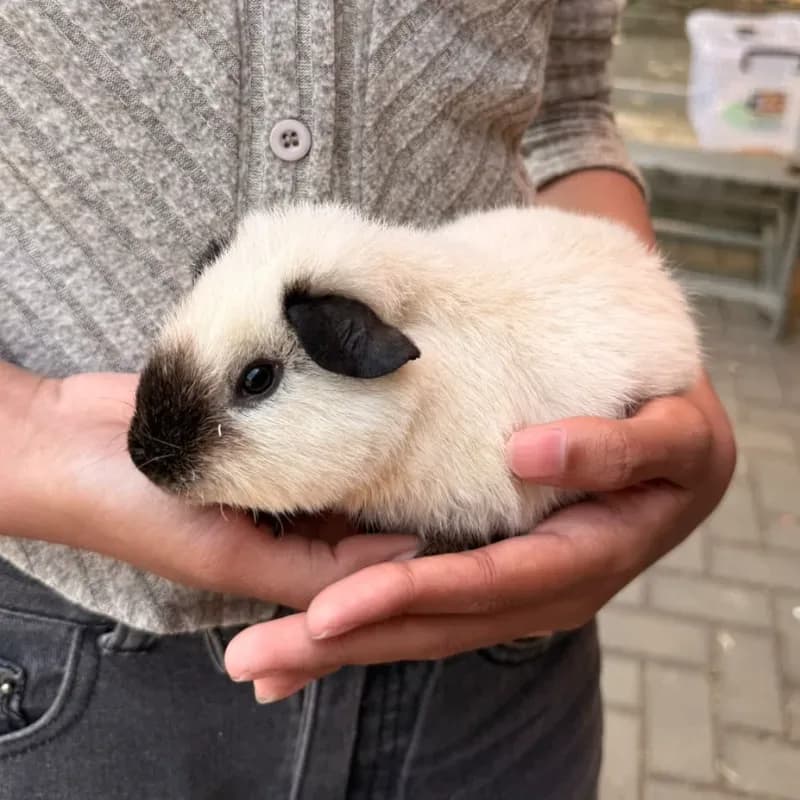 Guinea Pig Panda