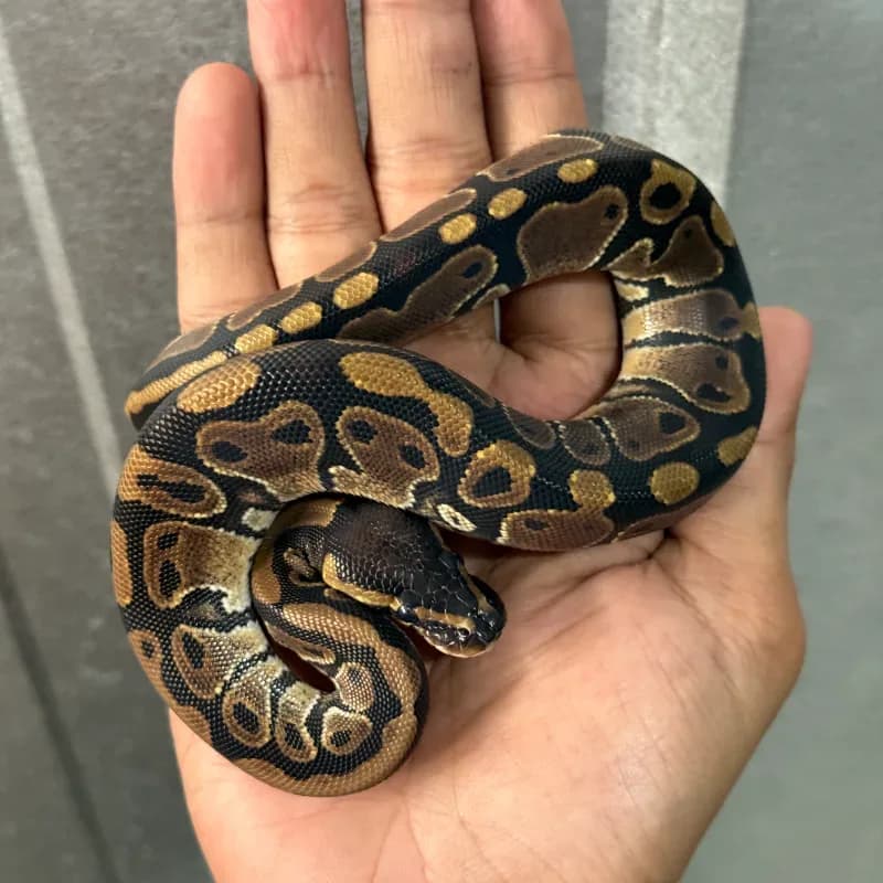 Normal Het Axanthic TSK Het Pied