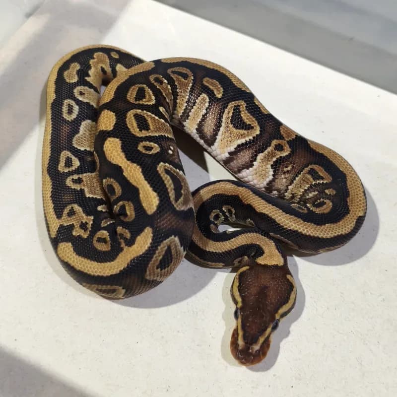 Specter Het Desert Ghost Pos Het Monsoon Pos Het Pied