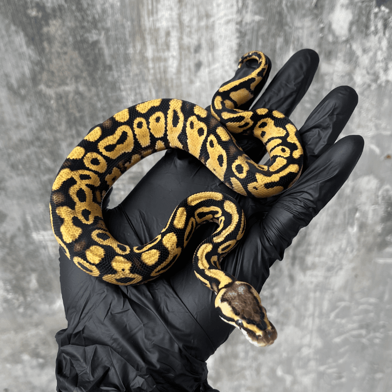 Pastel Yellow Belly 50% possible het Desert Ghost