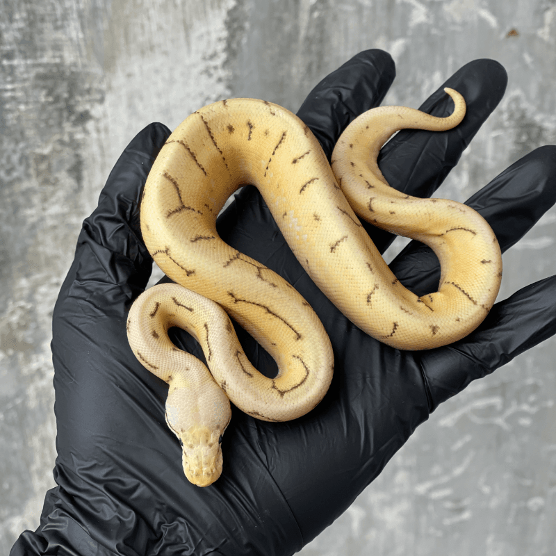 Pastel Yellowbelly Spider Pinstripe possible Butter 50% possible het Desert Ghost
