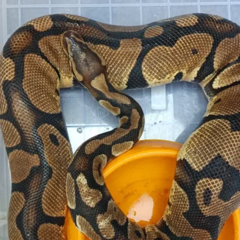 Pastel Het Axanthic VPI
